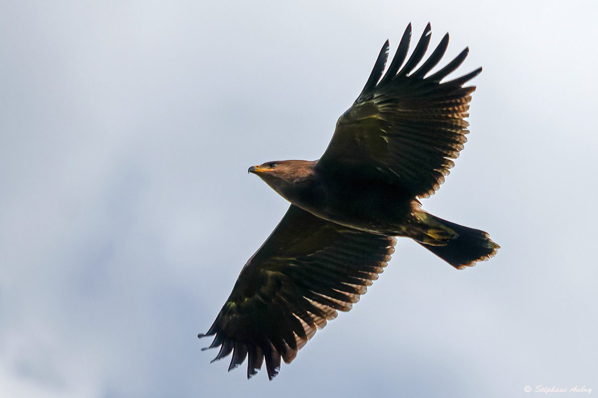 Aigle pomarin, Clanga pomarina