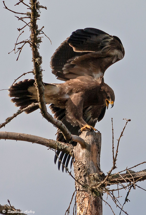 Aigle pomarin, Clanga pomarina