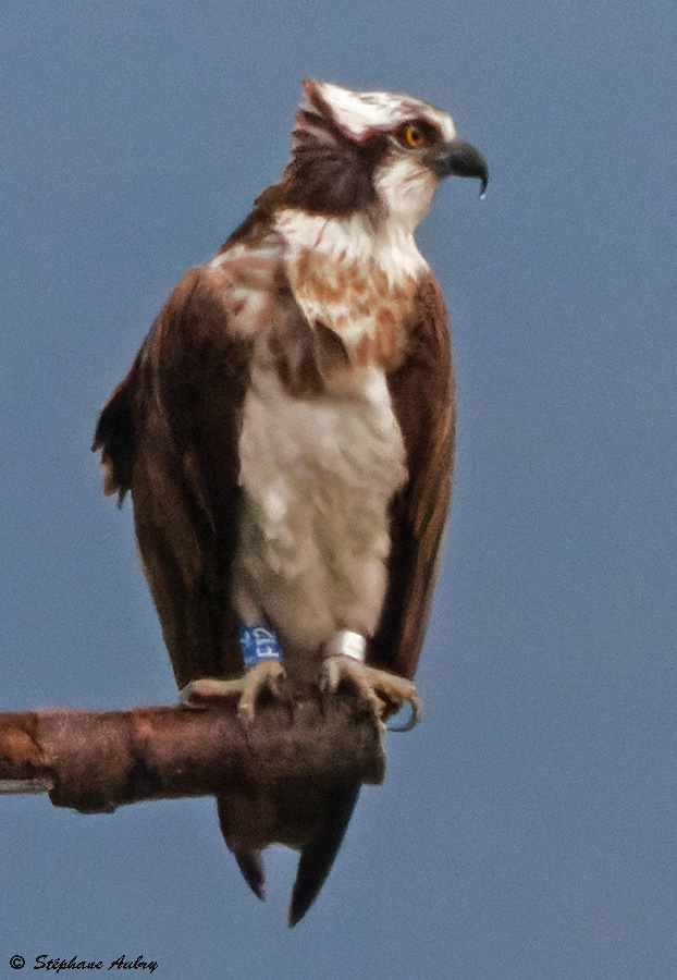 Balbuzard pcheur, Pandion haliaetus