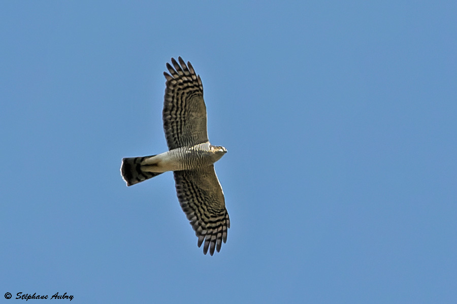 Epervier dEurope, Accipiter nisus