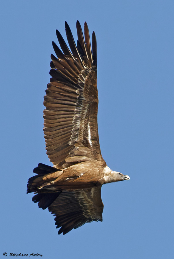 Vautour fauve, Gyps fulvus