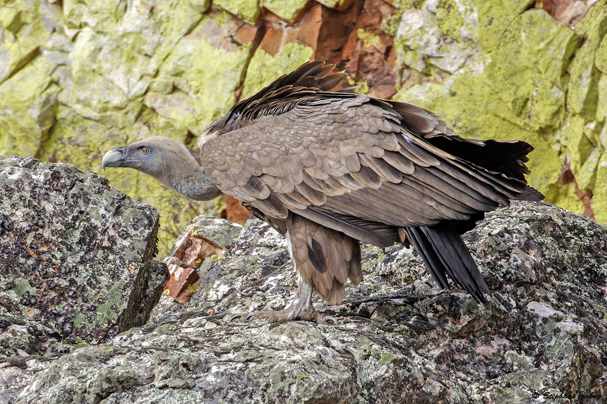 Vautour fauve, Gyps fulvus