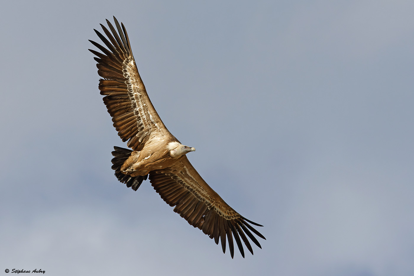 Vautour fauve, Gyps fulvus