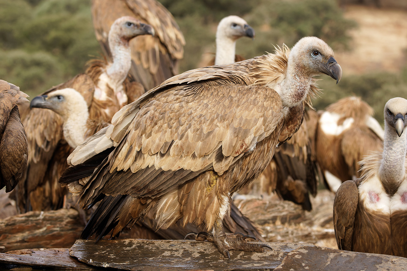 Vautour fauve, Gyps fulvus