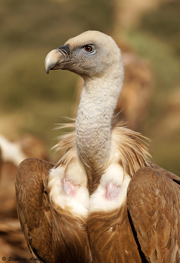 Vautour fauve, Gyps fulvus