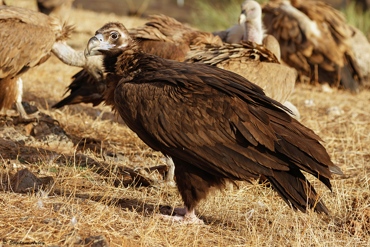 Vautour moine, Aegypius monachus