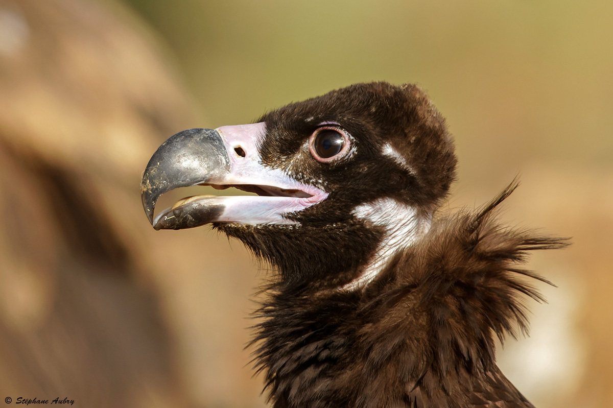 Vautour moine, Aegypius monachus