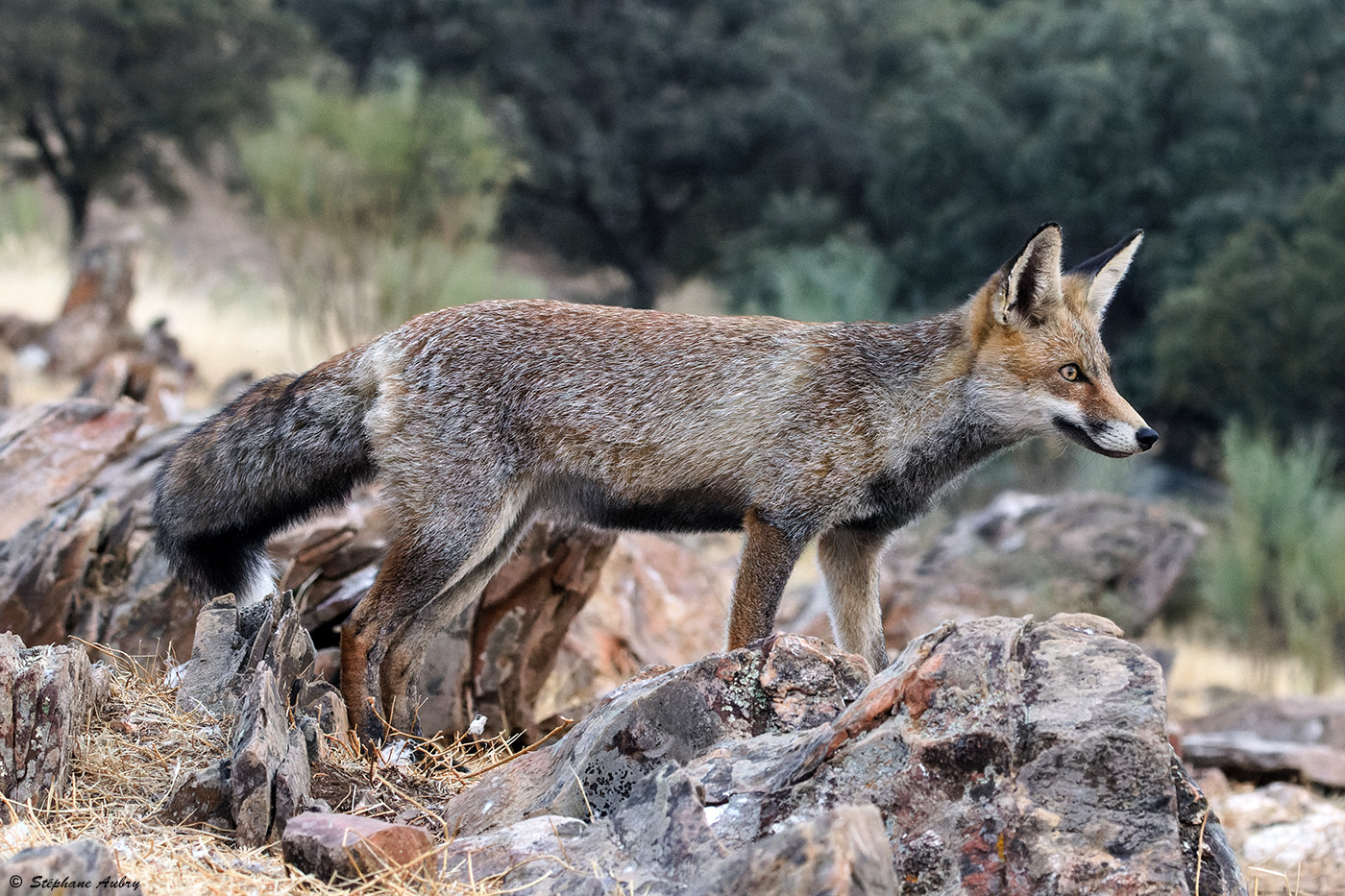 Renard roux, Vulpes vulpes