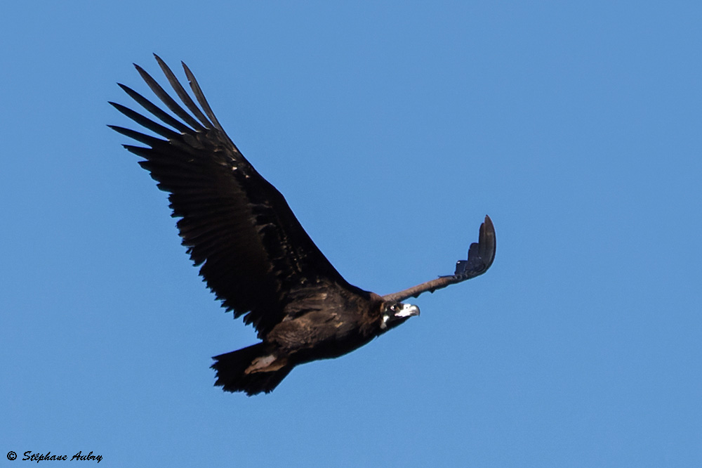 Vautour moine, Aegypius monachus