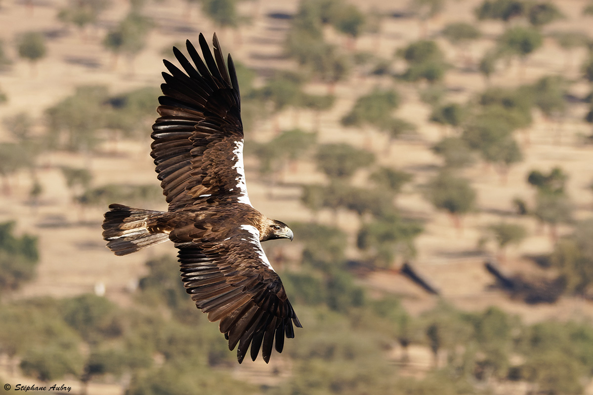 Aigle ibrique, Aquila adalberti