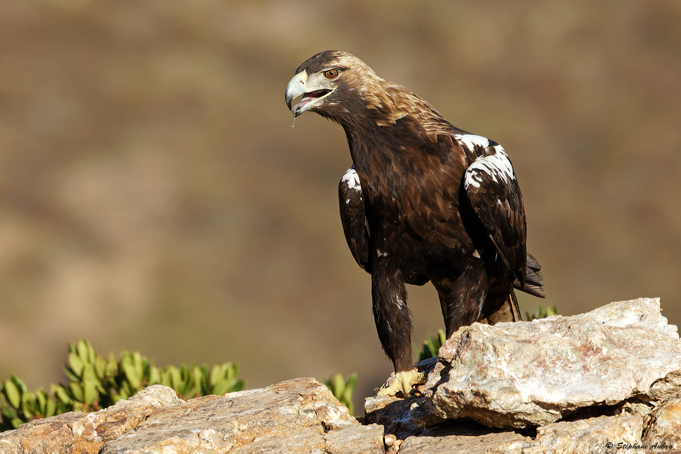 Aigle ibrique, Aquila adalberti