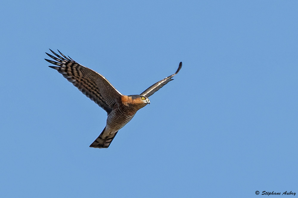 Epervier dEurope, Accipiter nisus