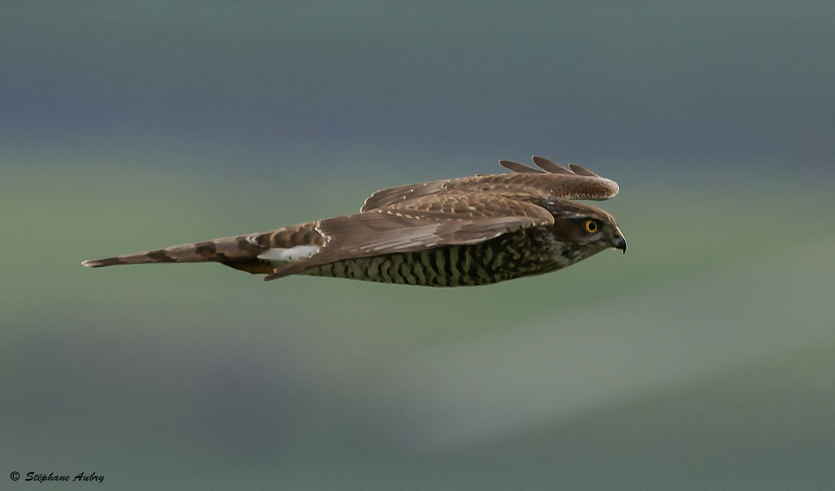 Epervier dEurope, Accipiter nisus