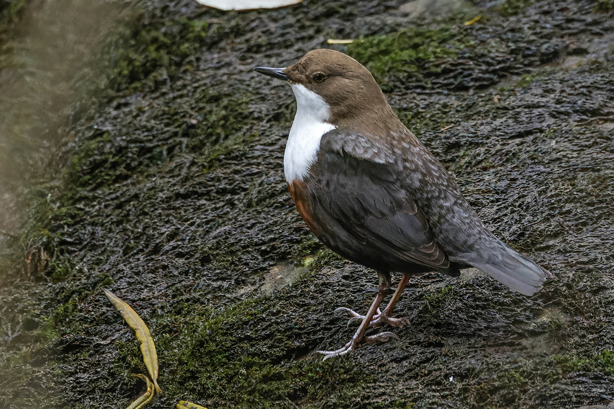 Cincle plongeur, Cinclus cinclus