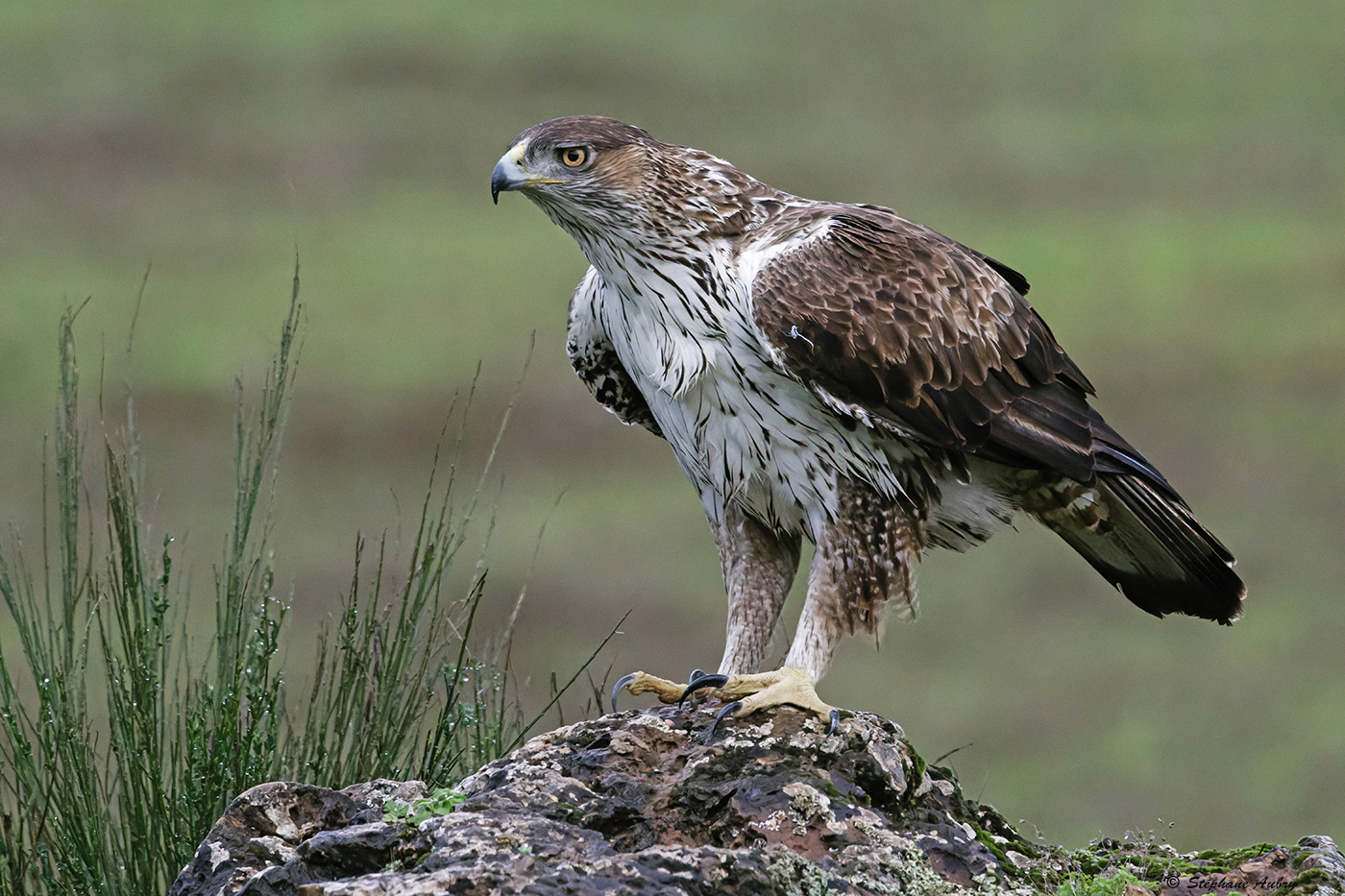 Aigle de Bonelli, Aquila fasciata