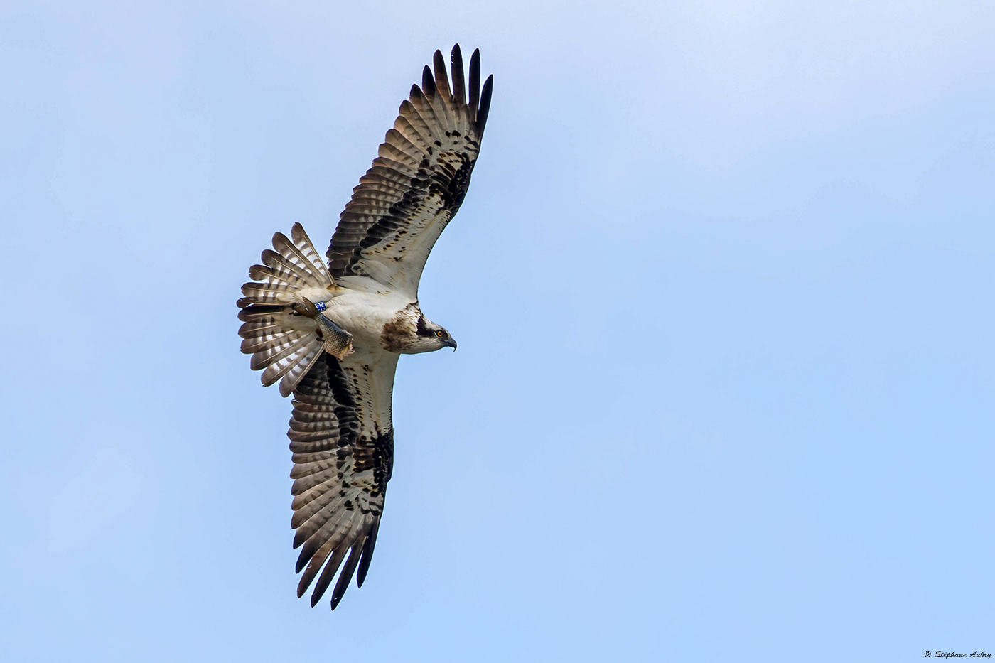 Balbuzard pcheur, Pandion haliaetus