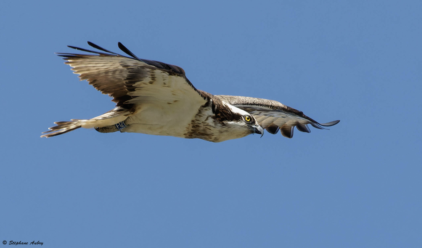 Balbuzard pcheur, Pandion haliaetus
