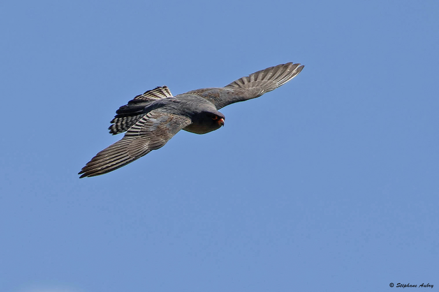 Faucon kobez, Falco vespertinus