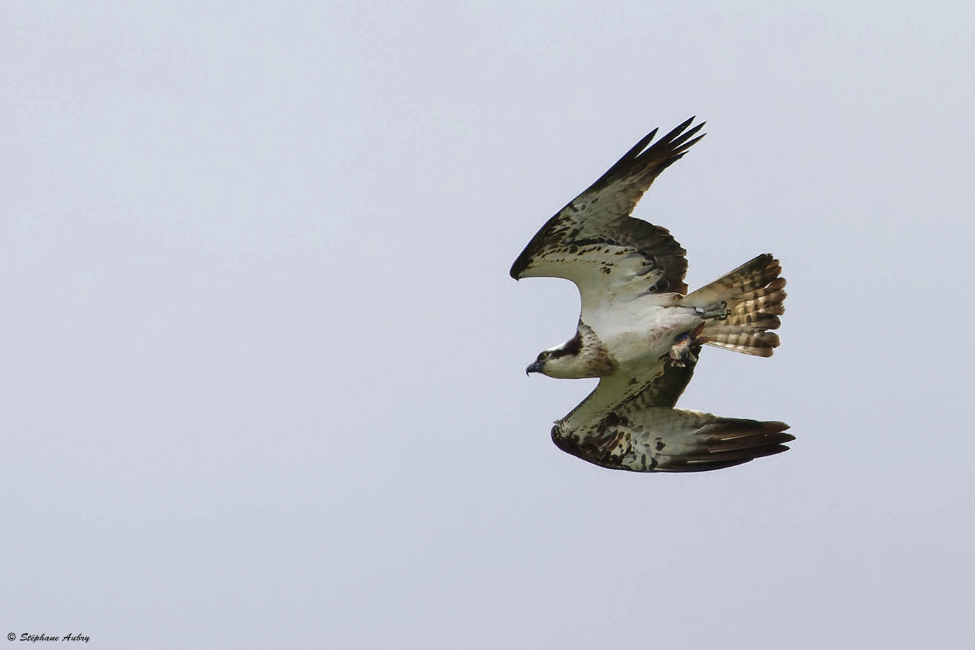 Balbuzard pcheur, Pandion haliaetus