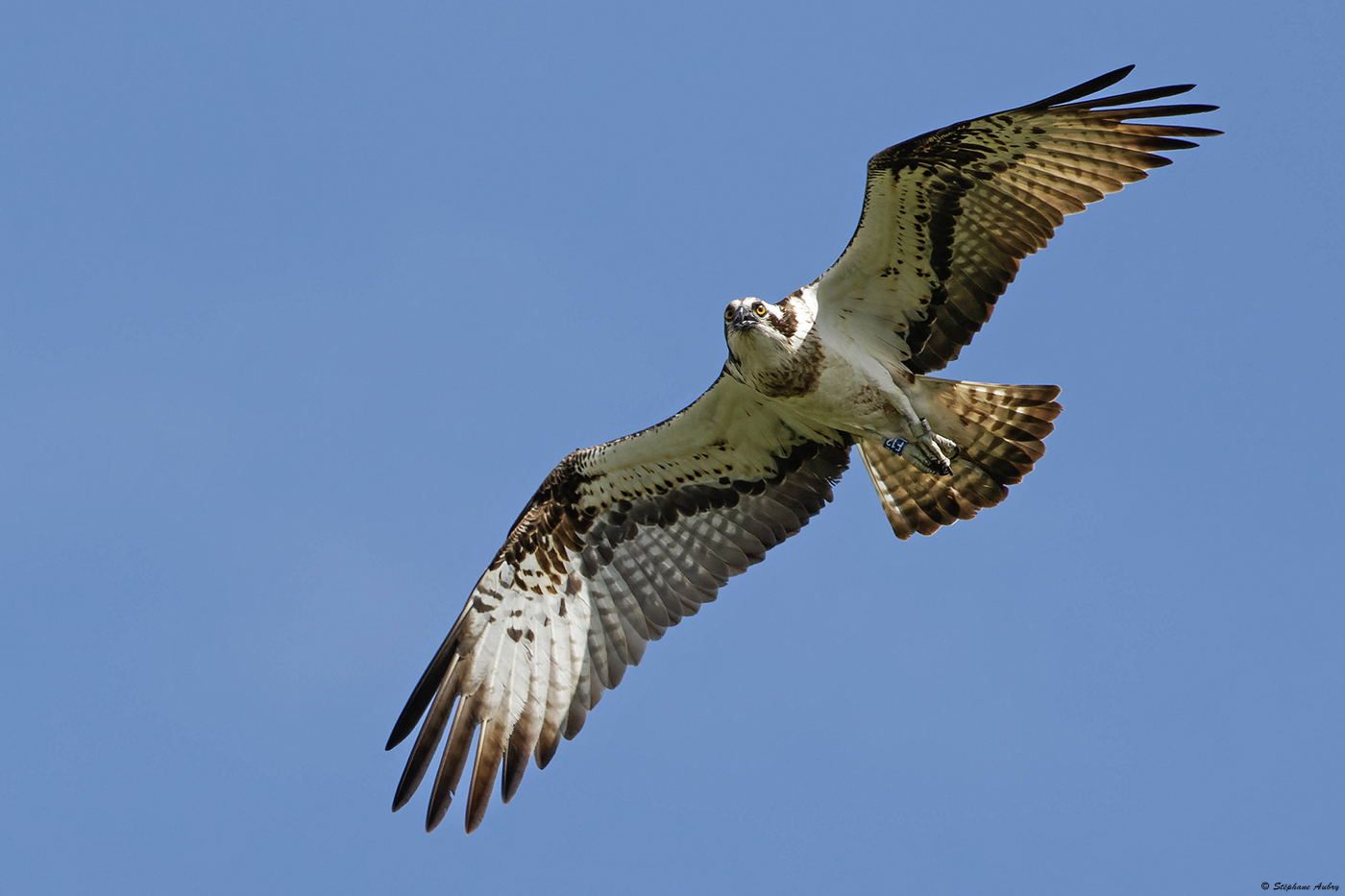 Balbuzard pcheur, Pandion haliaetus