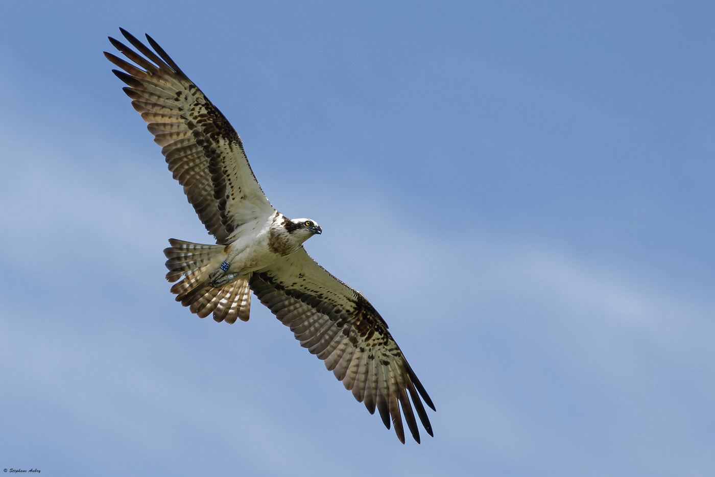 Balbuzard pcheur, Pandion haliaetus