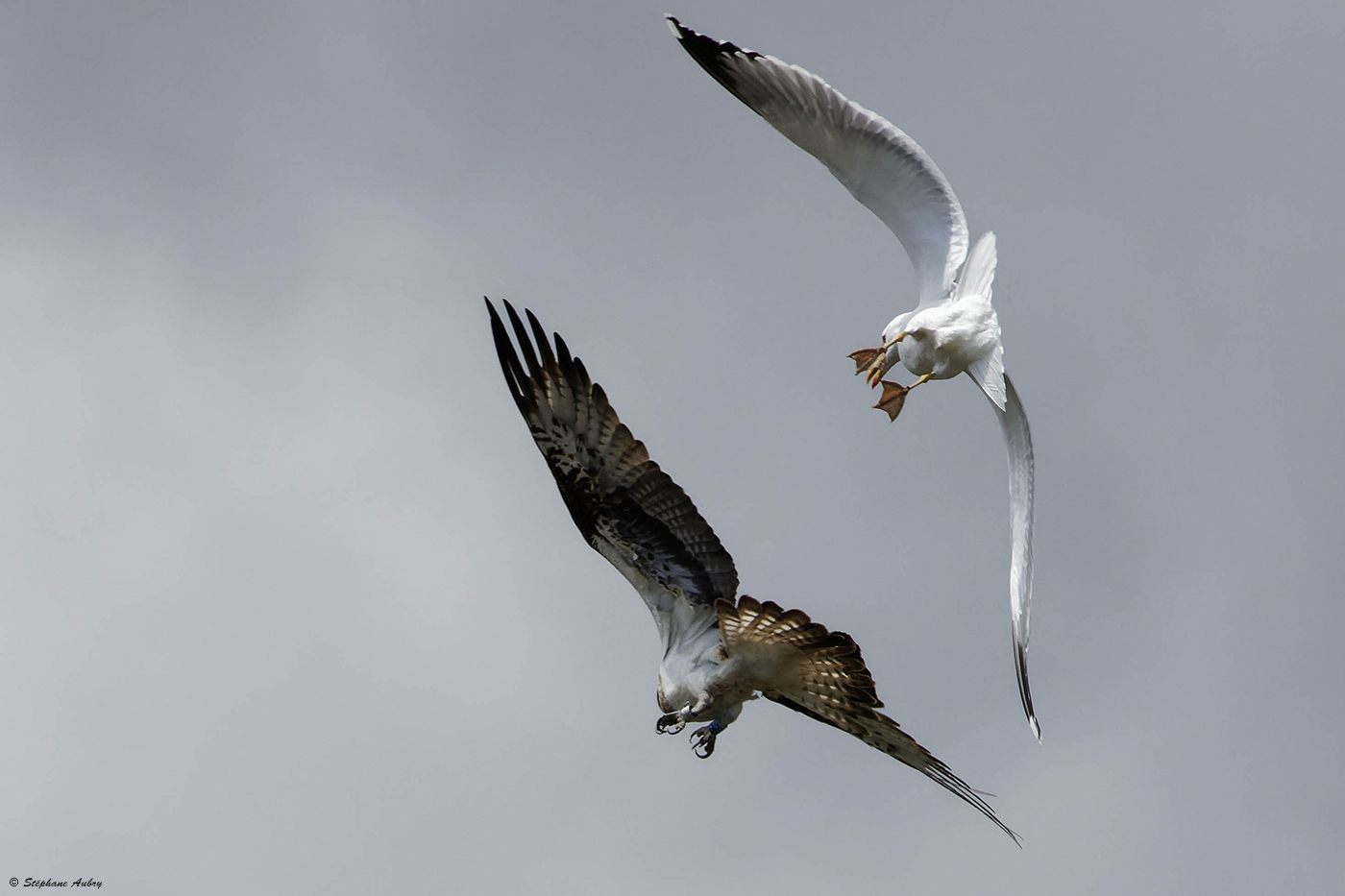 Balbuzard pcheur, Pandion haliaetus