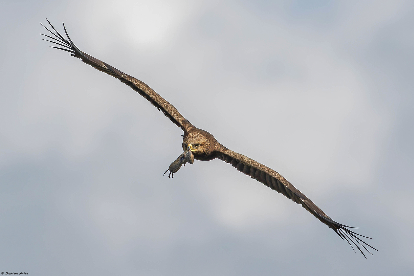 Aigle pomarin, Clanga pomarina