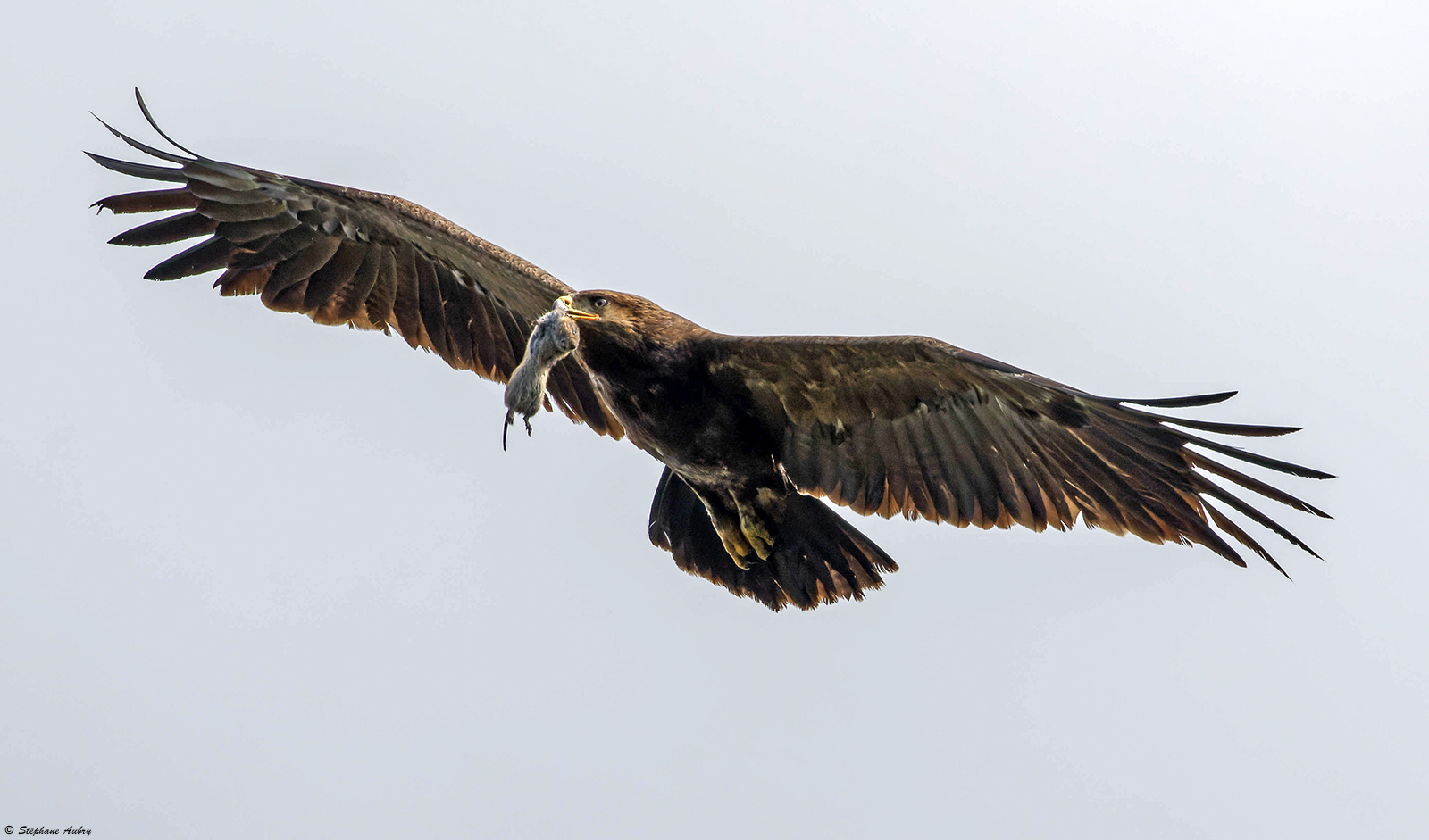 Aigle pomarin, Clanga pomarina