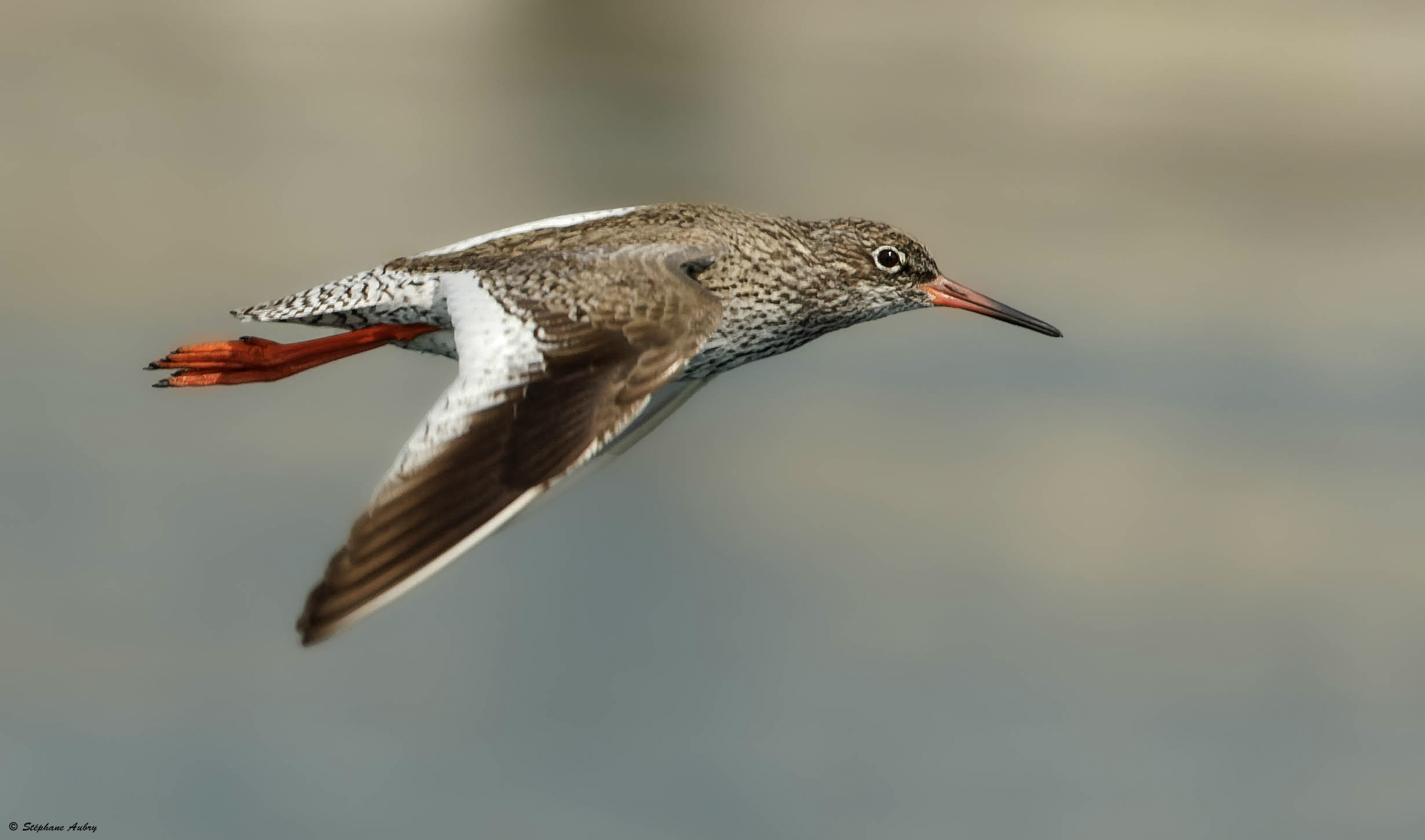 Chevalier gambette, Tringa totanus