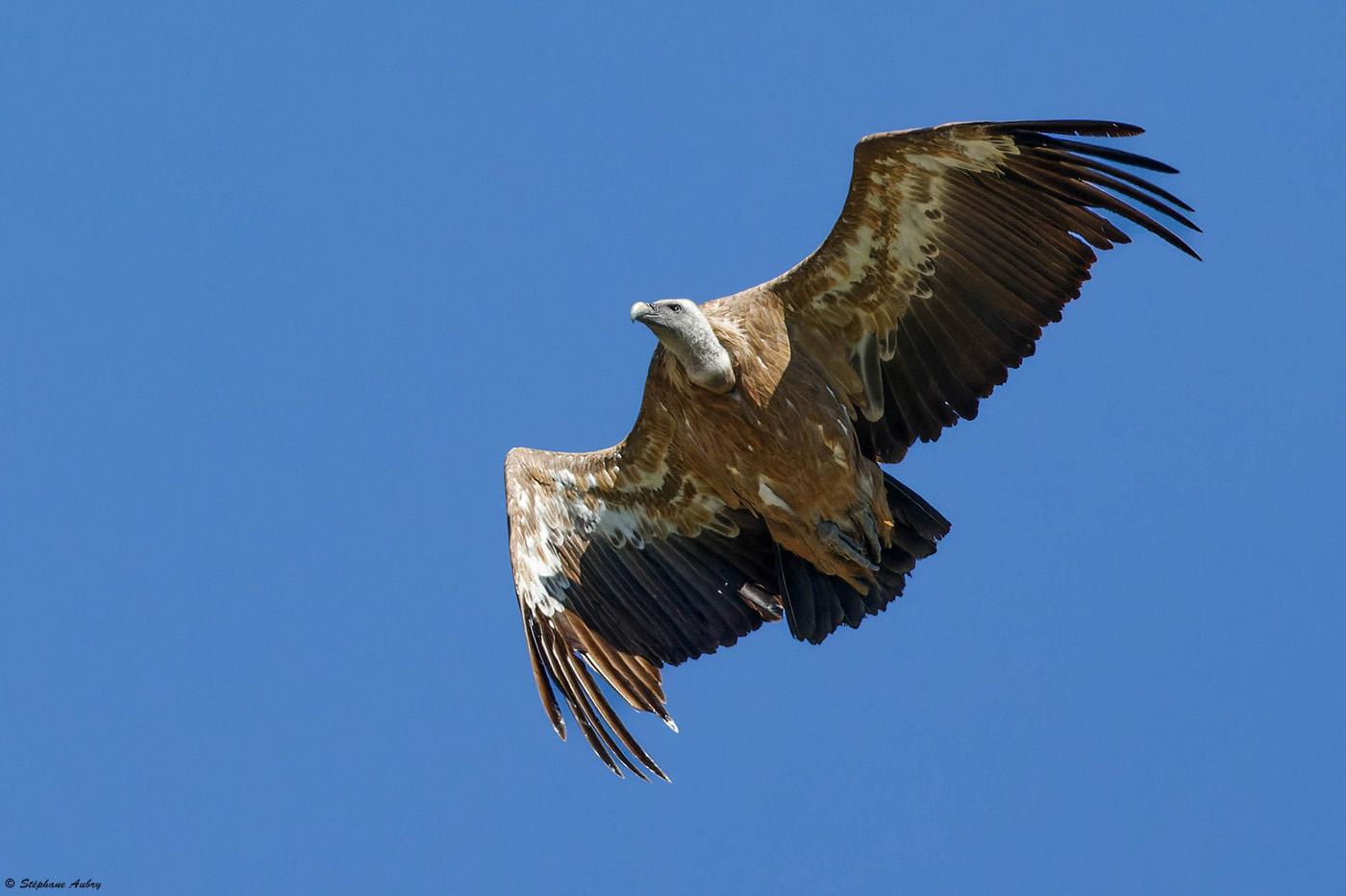 Vautour fauve, Gyps fulvus