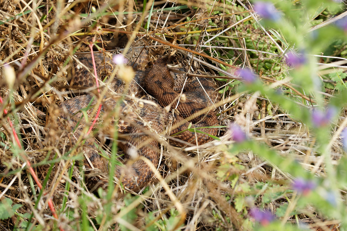 Vipre aspic, Vipera aspis aspis