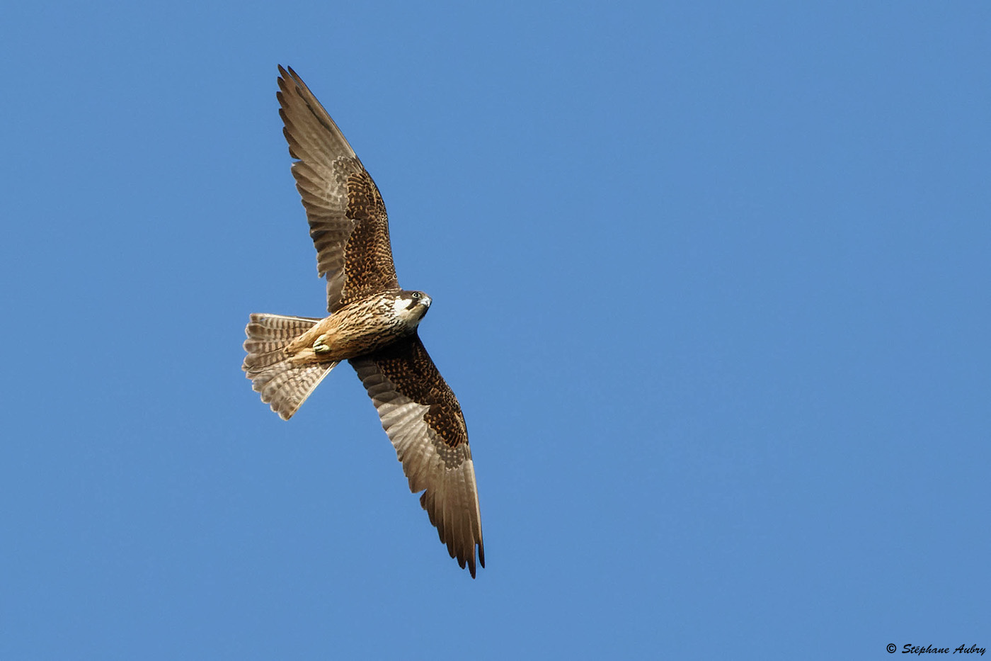 Faucon dElonore, Falco eleonorae