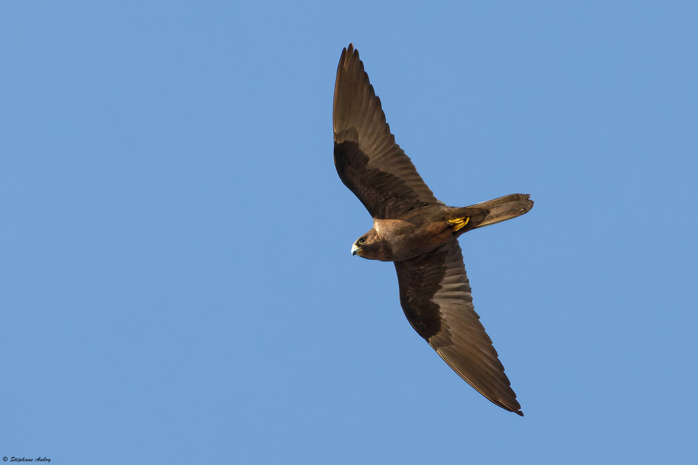 Faucon dElonore, Falco eleonorae