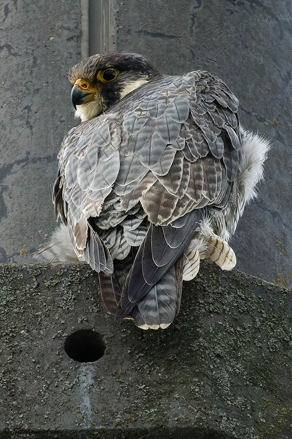 Faucon plerin, Falco peregrinus 