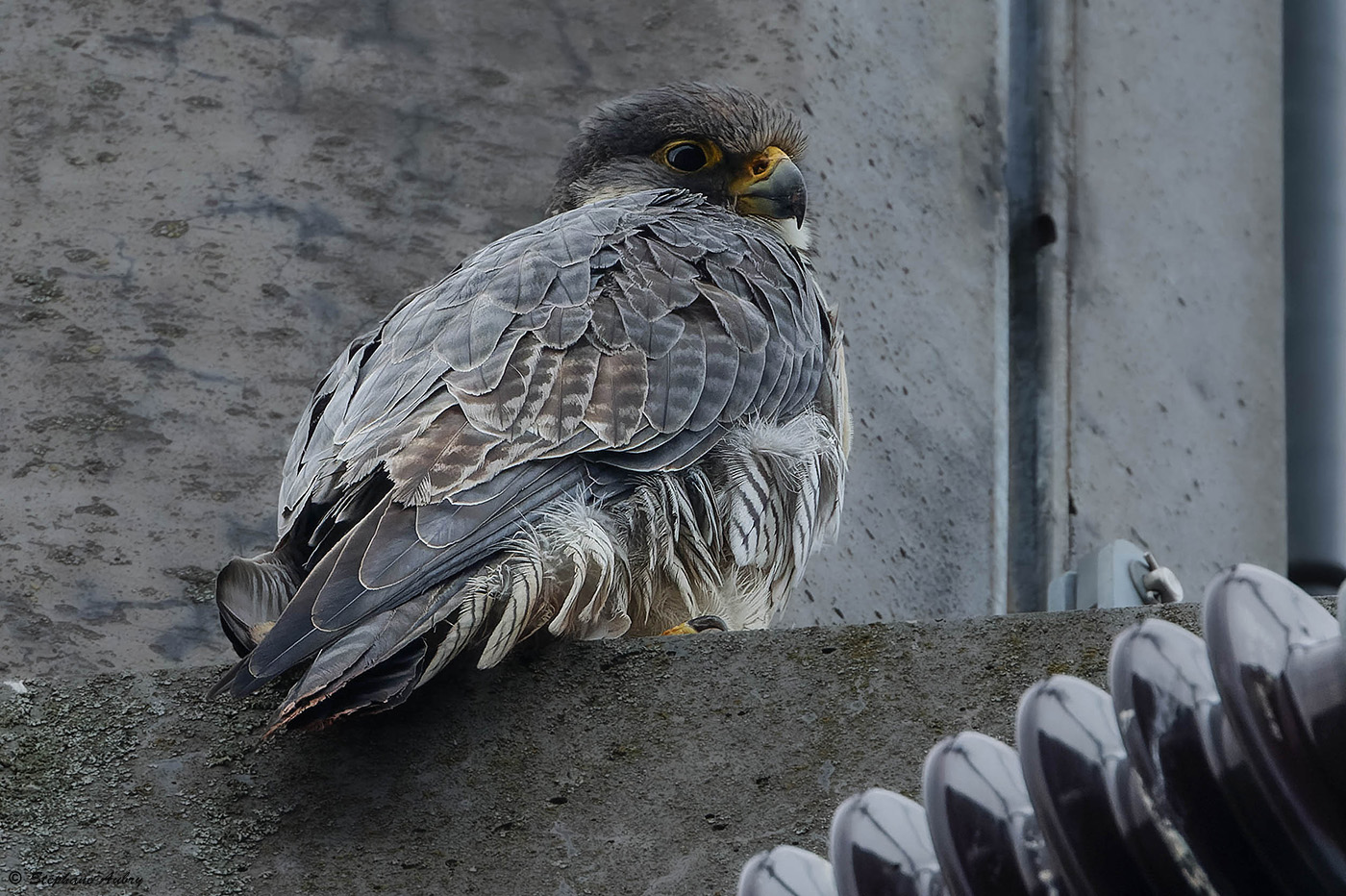 Faucon plerin, Falco peregrinus