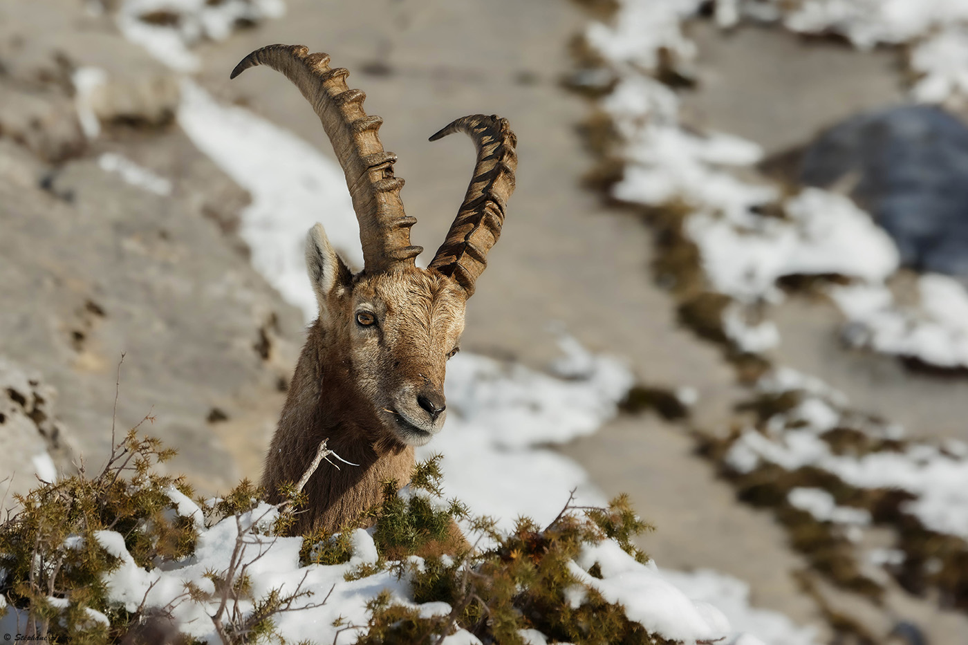 Bouquetin des Alpes, Capra ibex