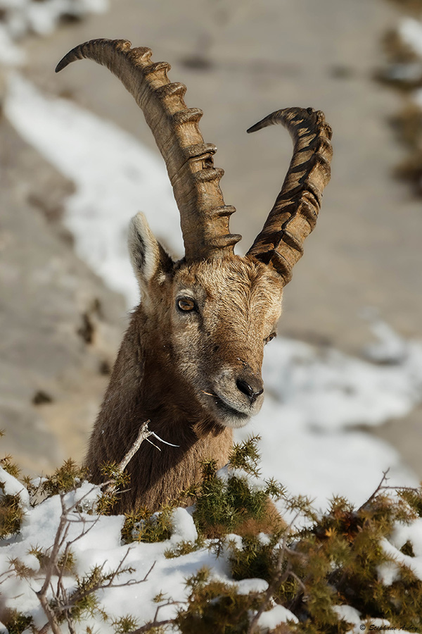 Bouquetin des Alpes, Capra ibex