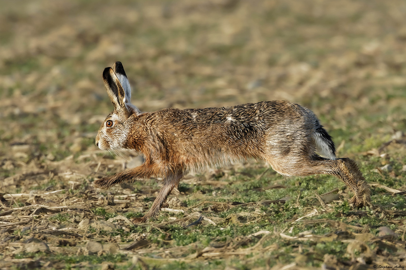 Livre dEurope, Lepus europaeus