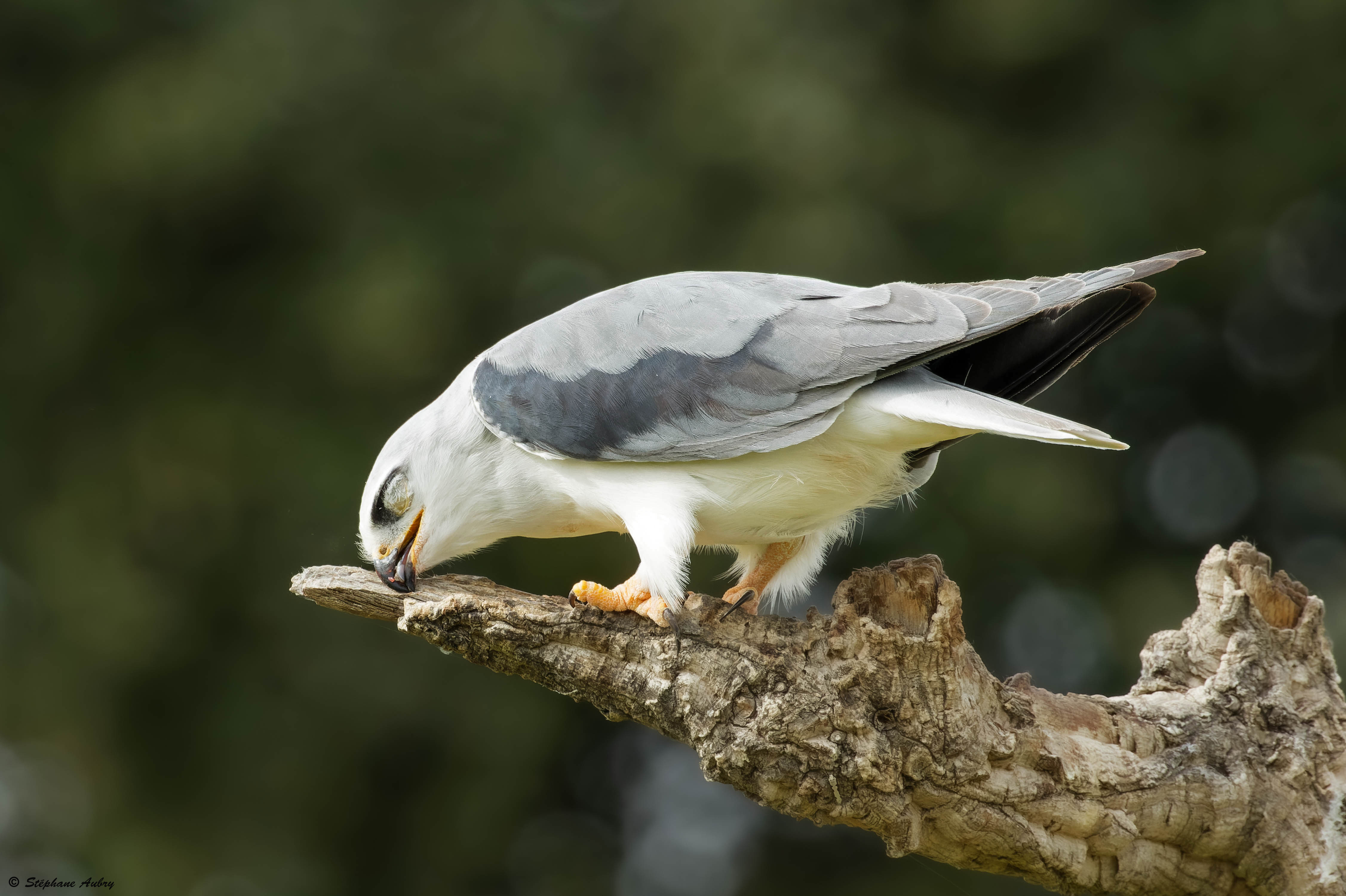 Elanion blanc, Elanus caeruleus