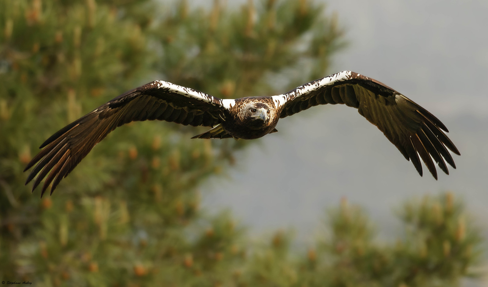 Aigle ibrique, Aquila adalberti