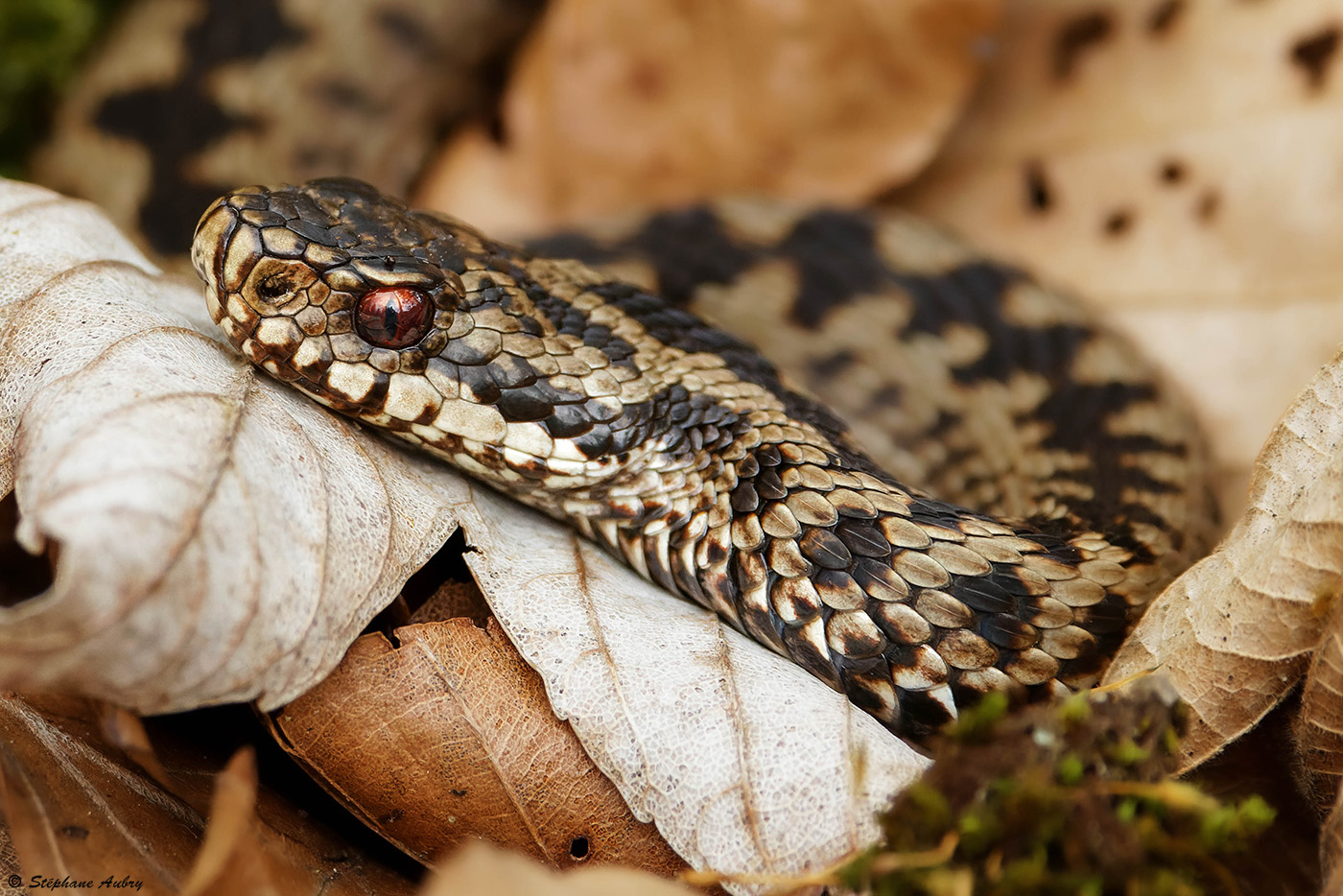 Vipre pliade, Vipera berus berus