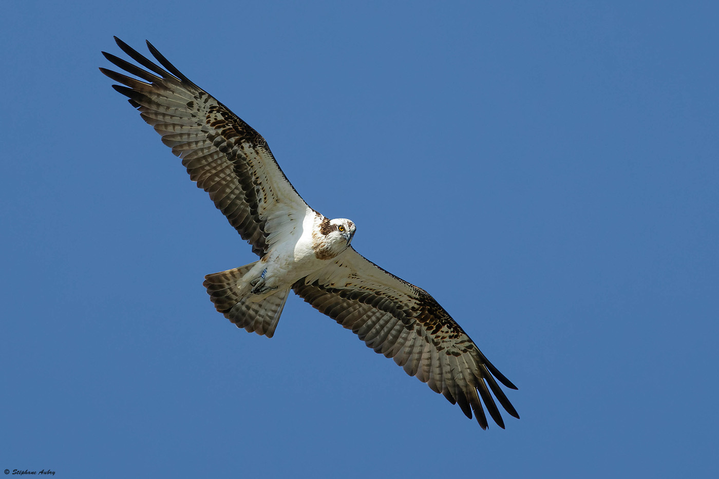 Balbuzard pcheur, Pandion haliaetus