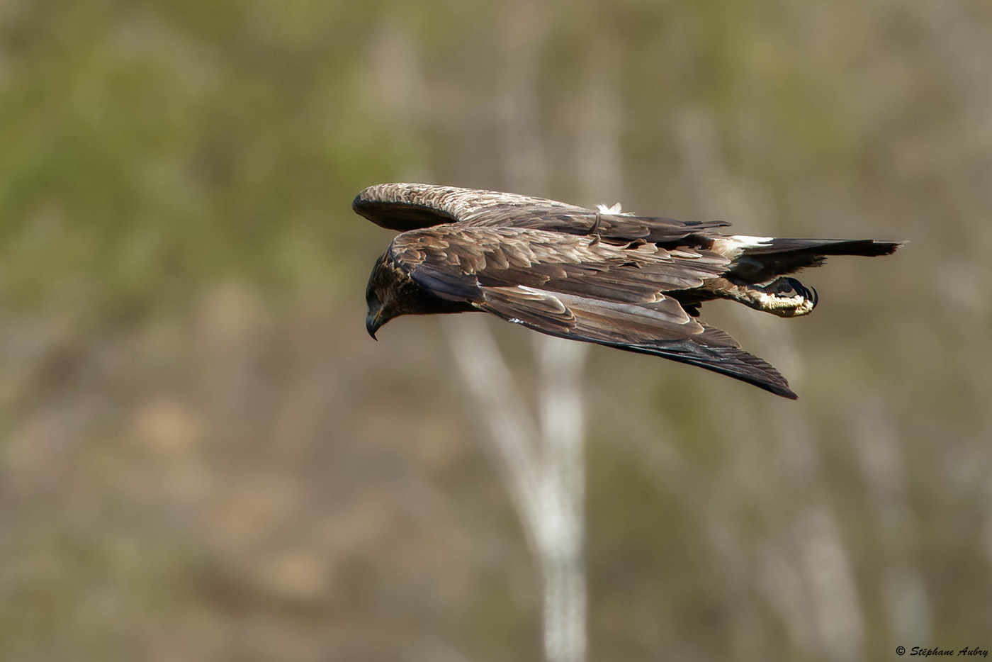 Aigle pomarin, Clanga pomarina