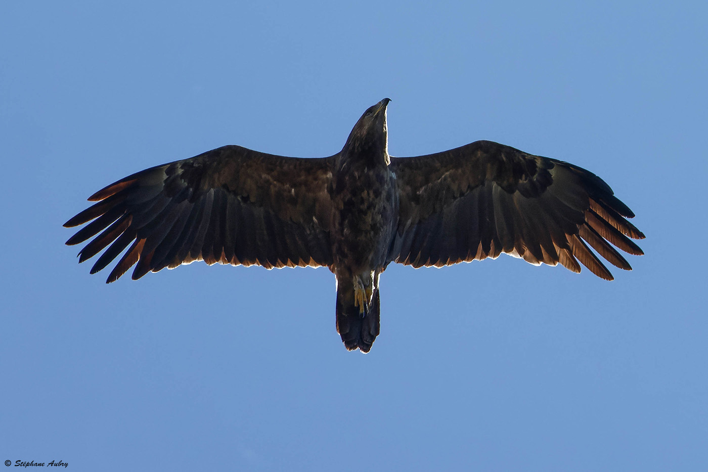 Aigle pomarin, Clanga pomarina