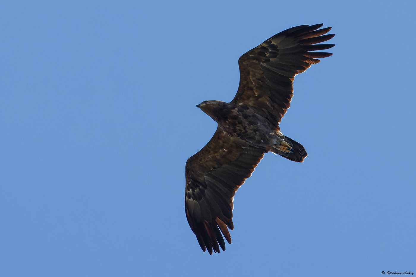 Aigle pomarin, Clanga pomarina