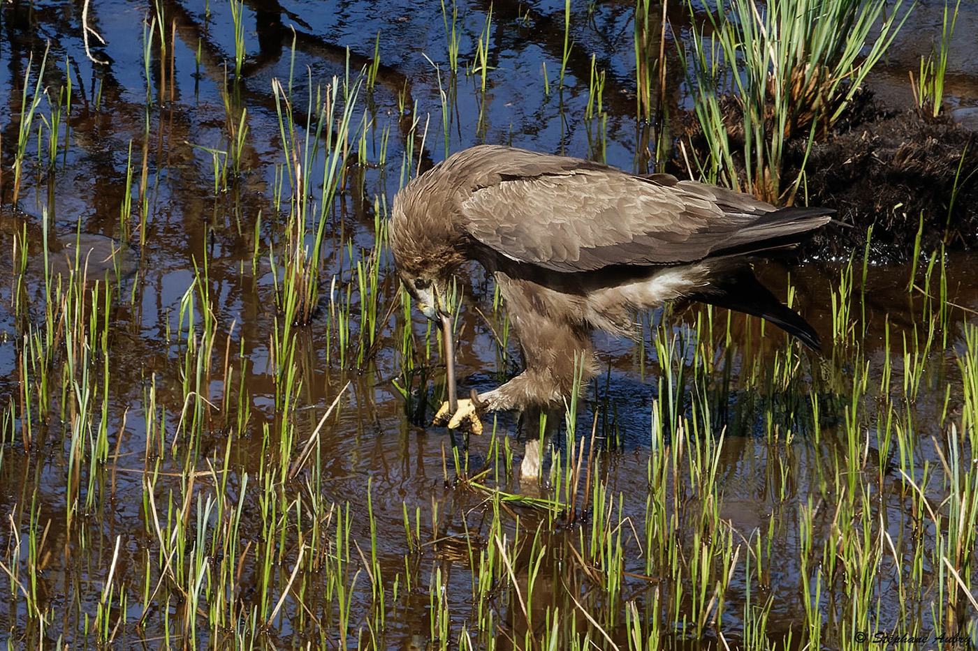 Aigle pomarin, Clanga pomarina