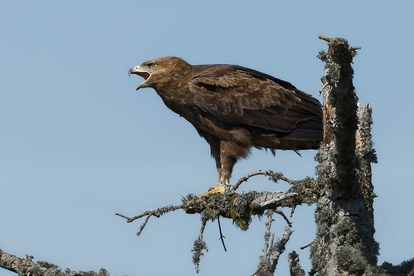 Aigle pomarin, Clanga pomarina