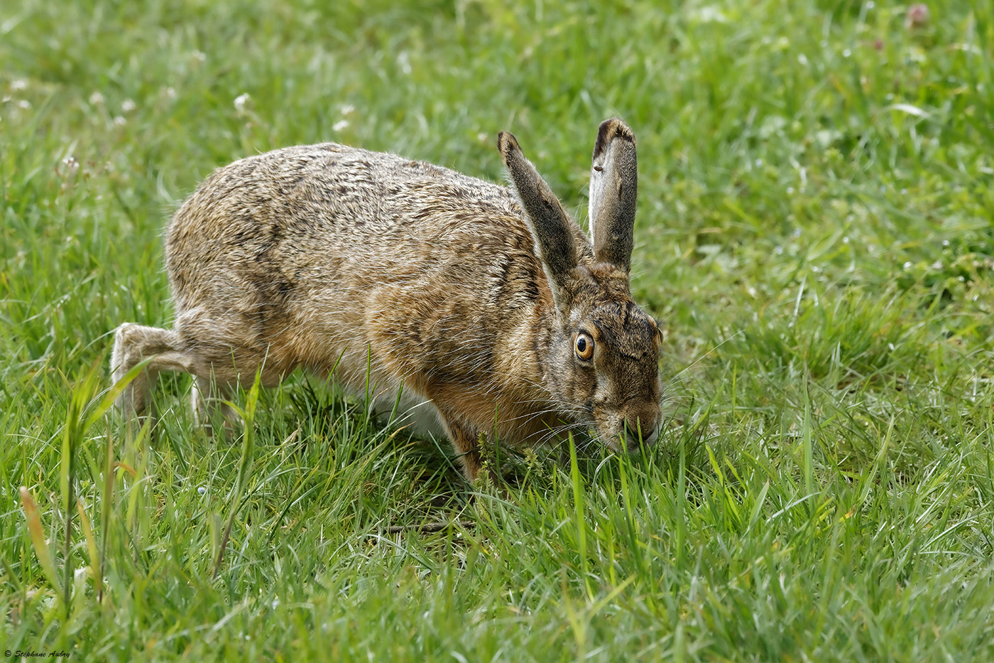 Livre dEurope, Lepus europaeus