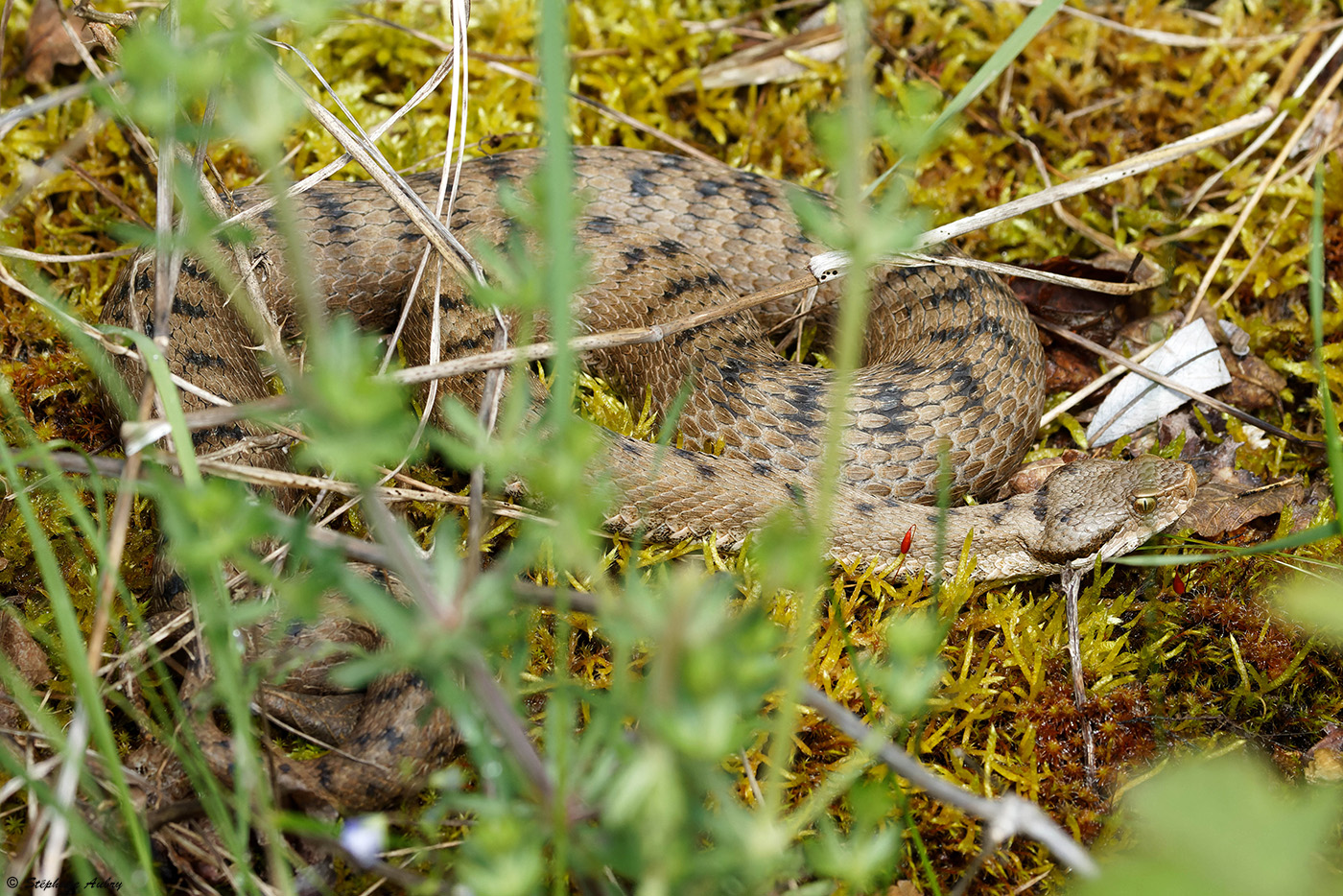 Vipre aspic, Vipera aspis aspis