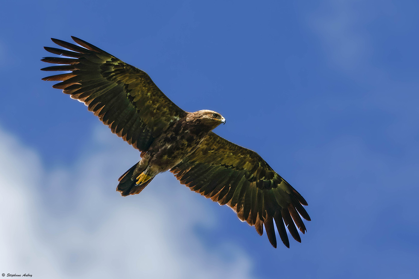 Aigle pomarin, Clanga pomarina